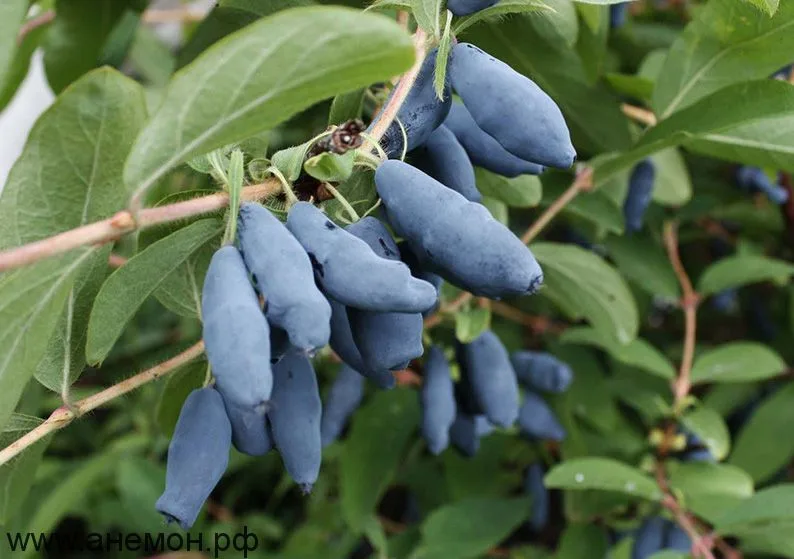 Голубое веретено