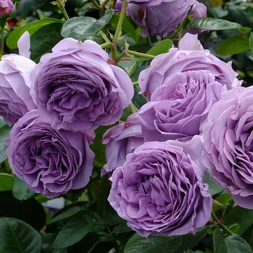 Голубой Шторм (Blue Storm)Кейси Япония 2006