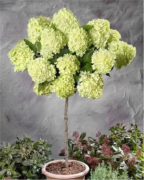 Штамб  ЛаймЛайт (Limelight) на штамбе