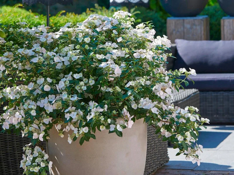 Сбежавшая невеста