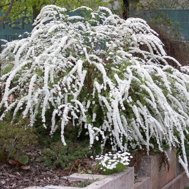 Грефшейм (Grefsheim)