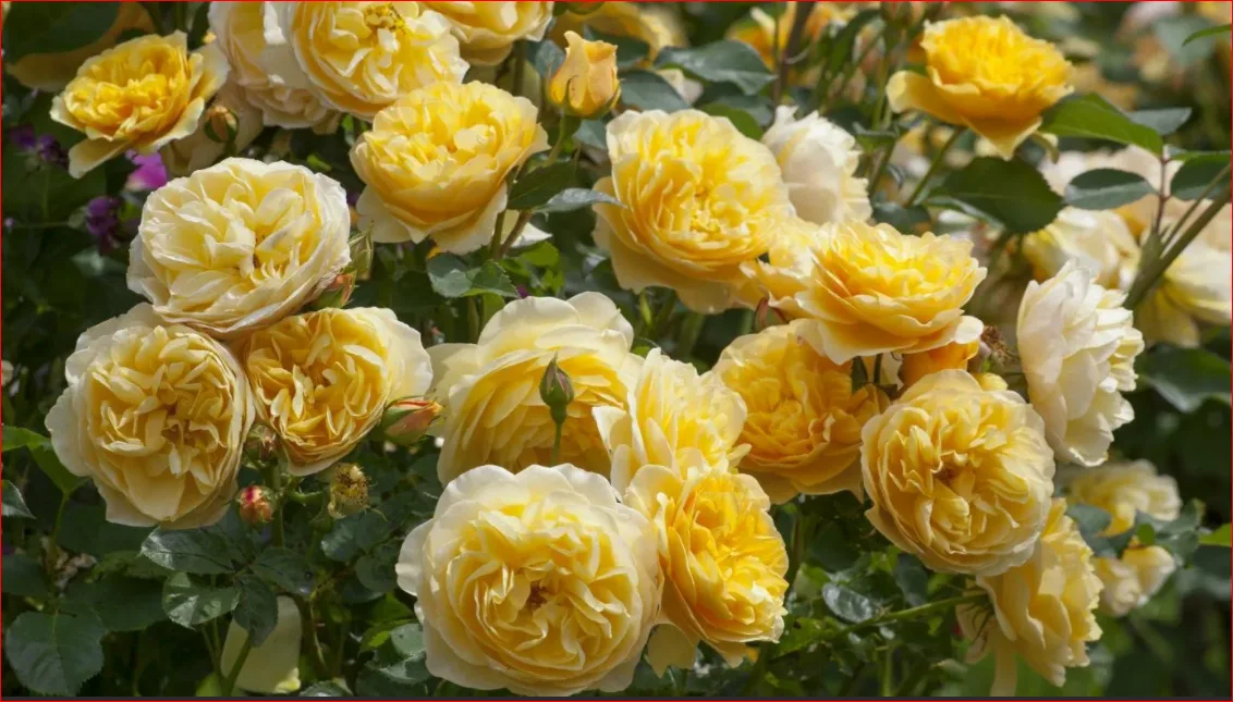 Грэхам Томас (Graham Thomas) Austin Великобритания 1983