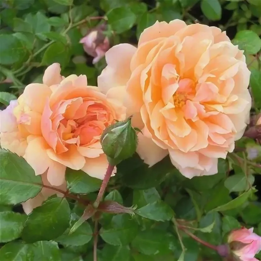 Gret's Joy (Грет'с Джой)Lens Бельгия 2015