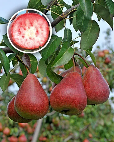 Блютберн (Blutbirne) красномясая