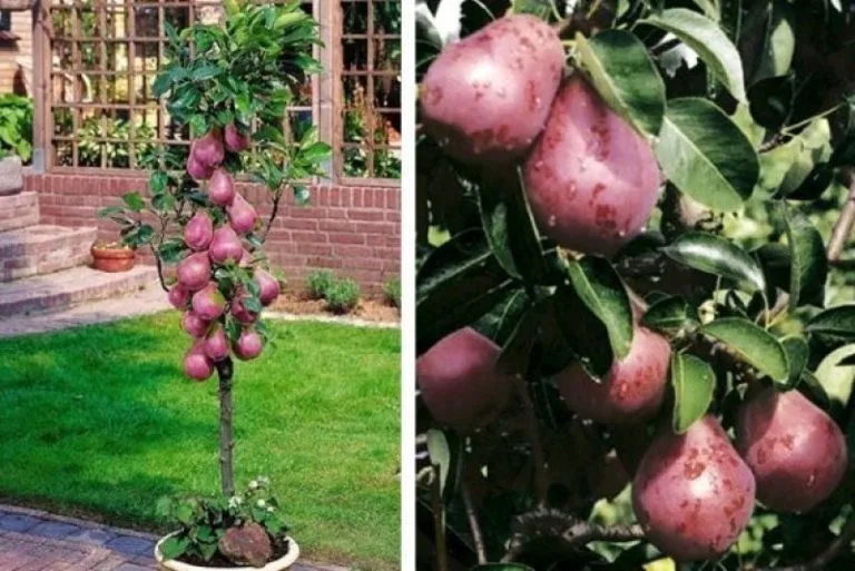 Груша Кармен (Karmen) колонновидная