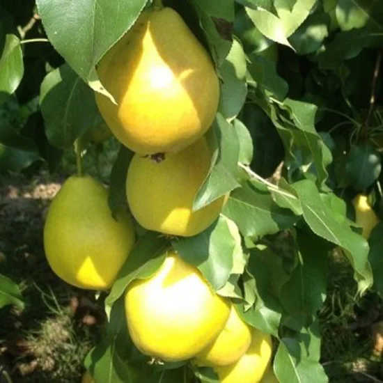 Груша Медовая колоновидная