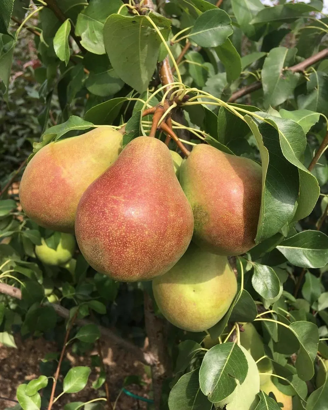 Груша Найт Верт колонновидная