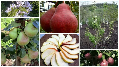 Груша Сапфира зелено-желтый колонновидная