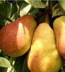 Груша Трапезница