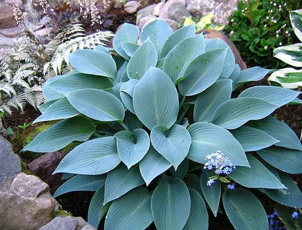 Halcyon (Халцион)