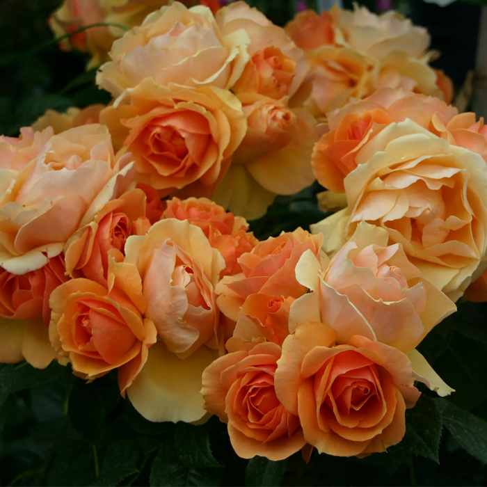 Хансештадт Росток