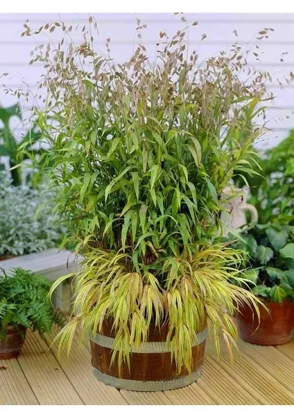 Хасмантиум широколистный (униола, лесной овёс)