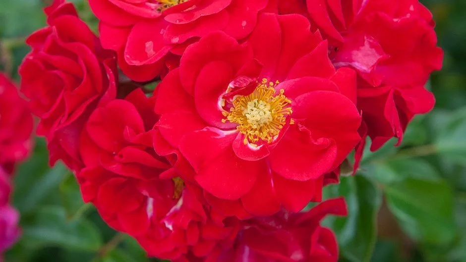 Хеллоу (Hello) Meilland Франция, 2002 Новинка