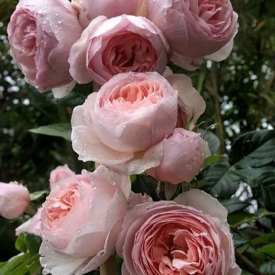 Херитейдж (Heritage) Austin 1984