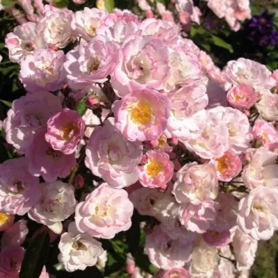 Хэвенли Пинк (Heavenly Pink) Lens Бельгия 1997