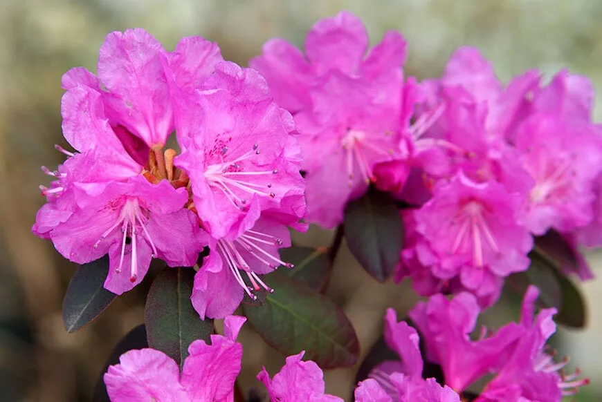 Пи Джей Эм Элит (P.J.M. Elite)