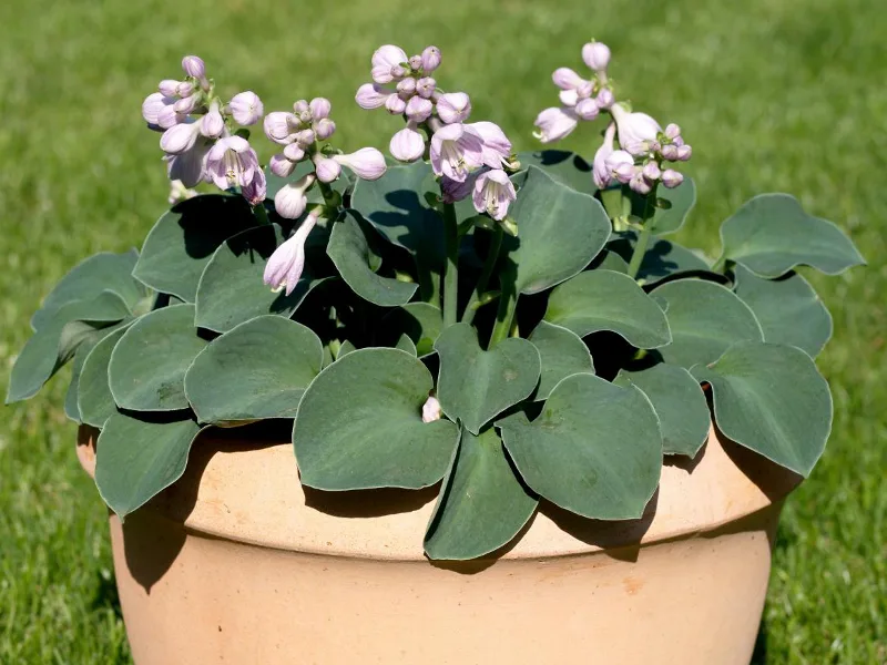 Хоста Блю Маус Иэрс (Blue Mouse Ears)