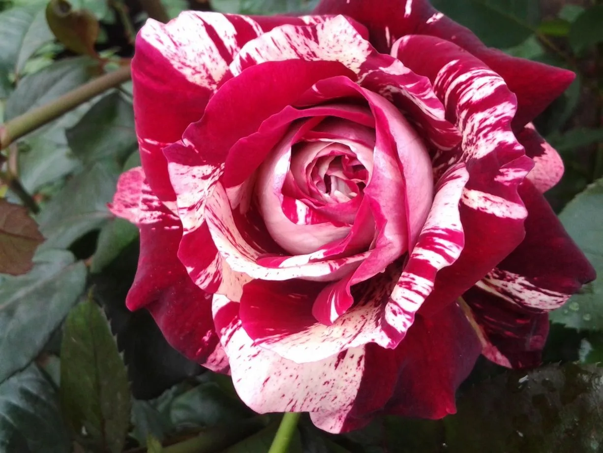 Хулио Иглесиас (Julio Iglesias) Meilland Франция, 2006