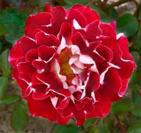 Игристые кружева(Sparkling Ruffles) Серия роз Ruffles Новинка