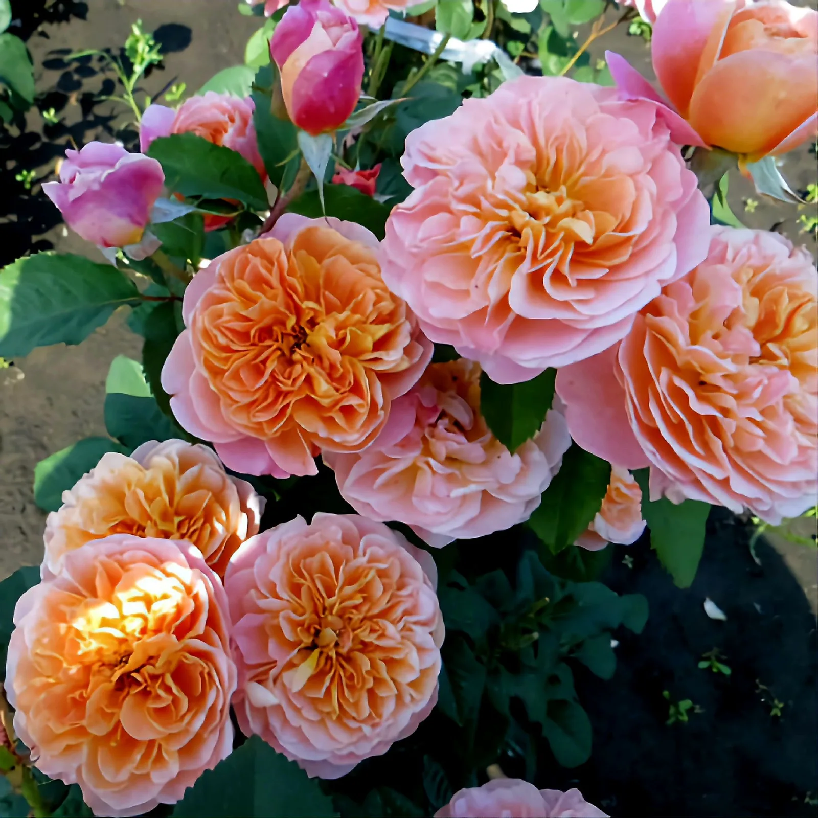 Импрессионист (The Impressionist)John Clements США 2000