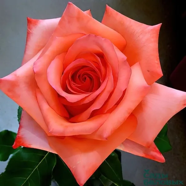 Импульс (Impuls ) Evers Германия 2006