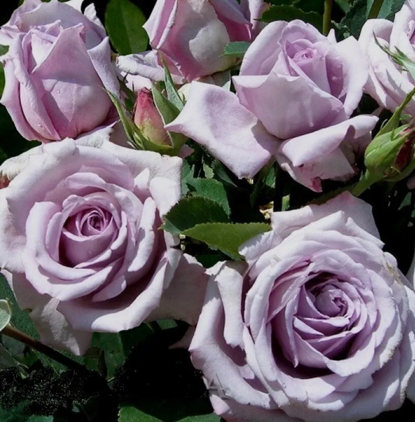 Indigoletta (Индиголетта)Van de Laak 1981