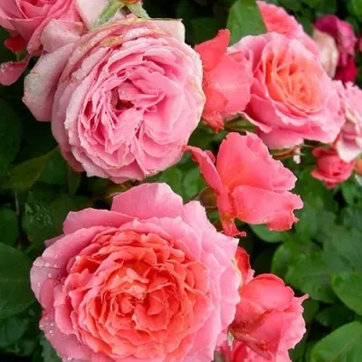 Институт Люмьер (Institut Lumiere) Massad Франция 2003