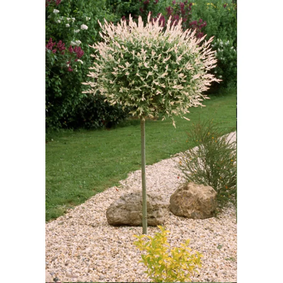 Ива Хакуро-Нишики