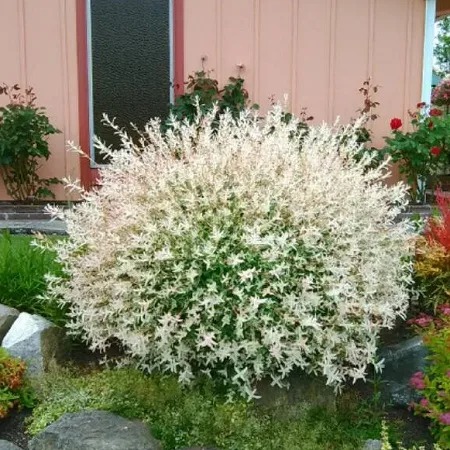 Ива Хакуро Нишики цельнолистная