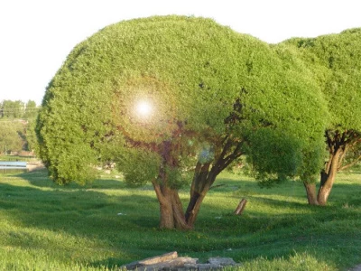 Ива Шаровидная