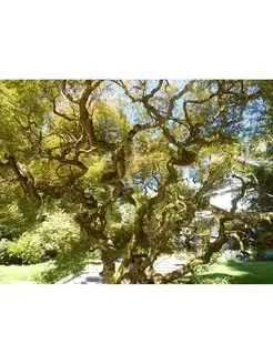 Ива Змеевидная