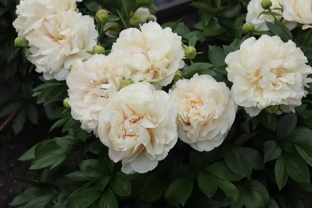 Ivory Victory НОВИНКА (Айвори Виктори)