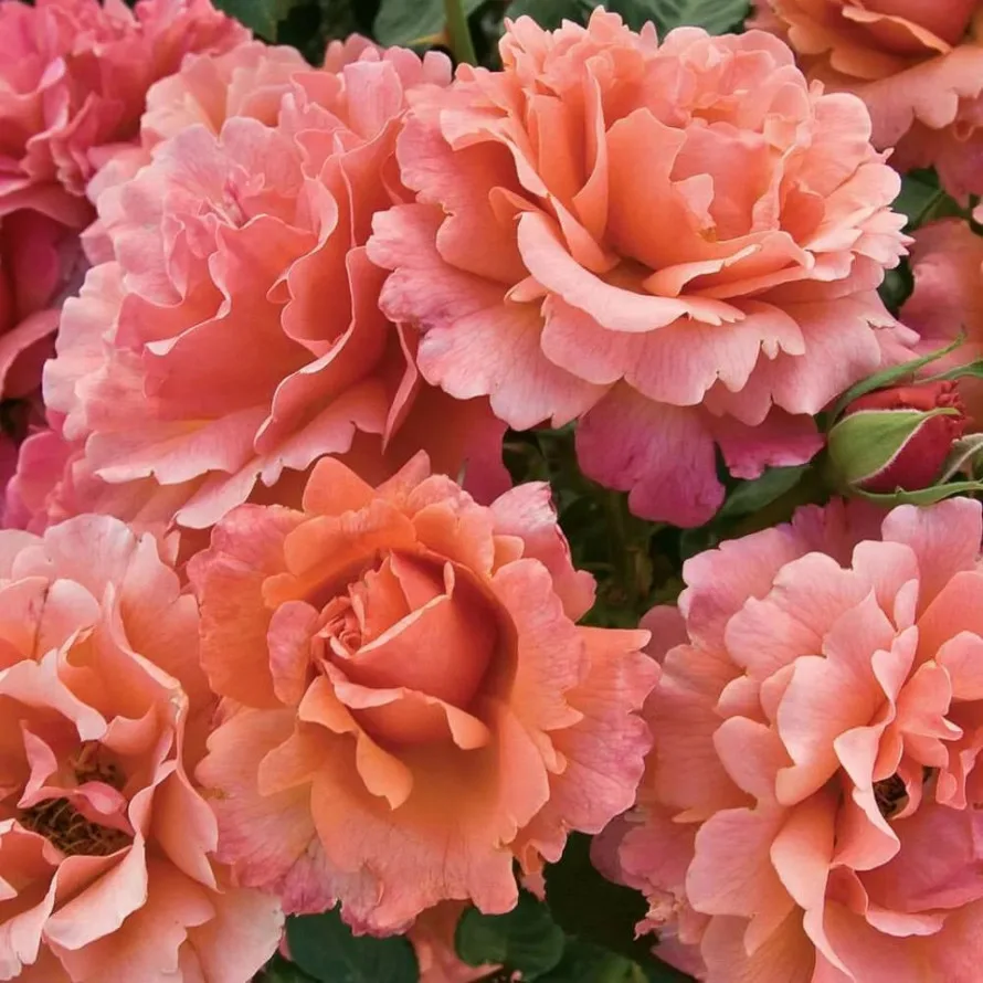 Изи Даз Ит (Easy Does It) Harkness 2010