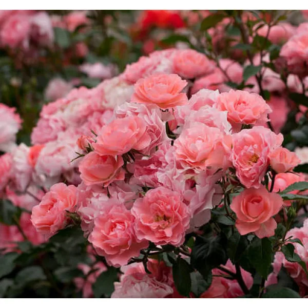 Jardins de France) Meilland Франция 1998