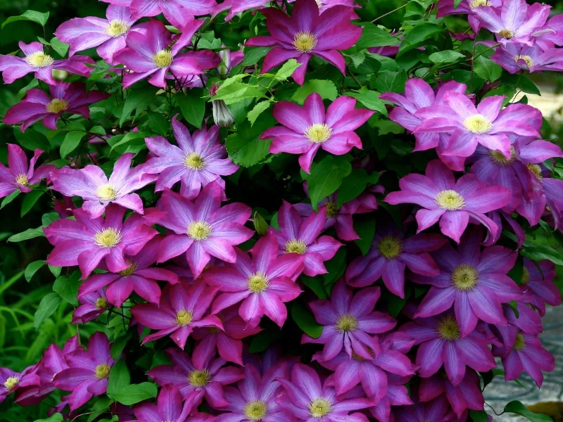 Kakio (Какио) Новинка