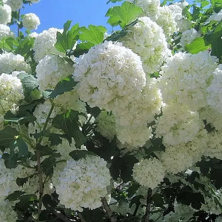 Калина Бульденеж