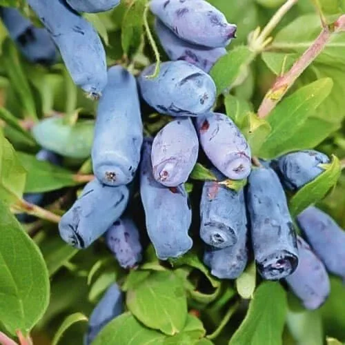 Камчадалка