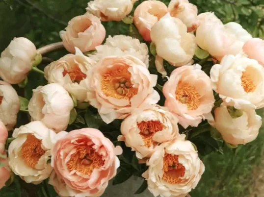 King's Day НОВИНКА