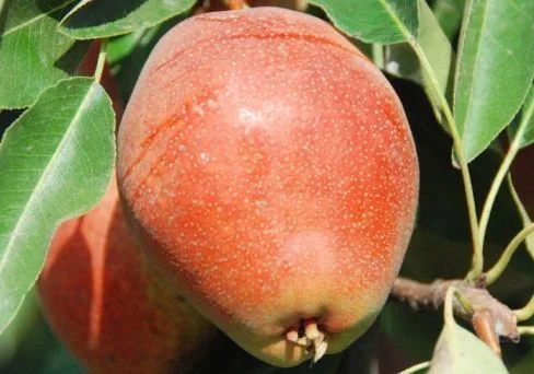 Киргизская