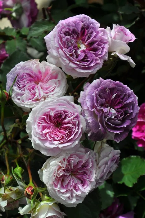 Kirke (Кирке Цирцея)Rosa Orientis Япония 2017