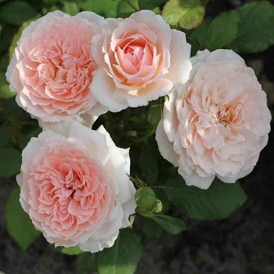 Клара Чойс (Clara's Choice) J.Scarman Германия 2011