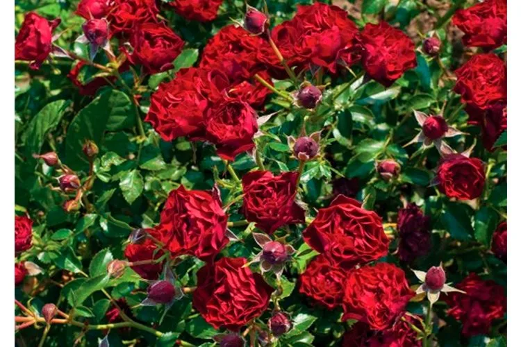 Кларет Пикси (Claret Pixie) Сербия