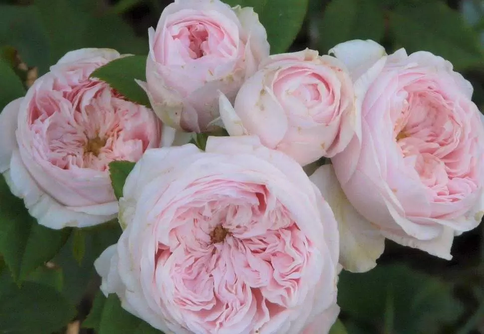 Клэр роуз (Claire Rose) Austin Великобритания 1986