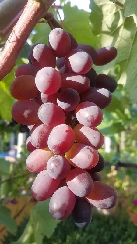 Клубничный