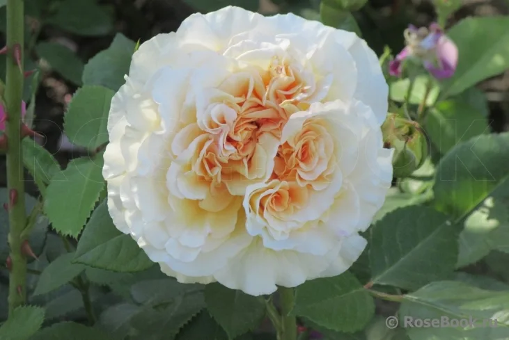 Комтесса (Comtessa) Tantau Германия, 2006