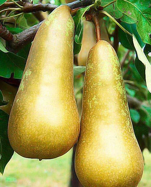 Конференция