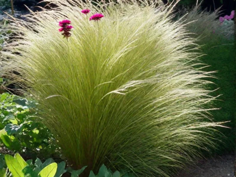 Ковыль Пони Тейзл