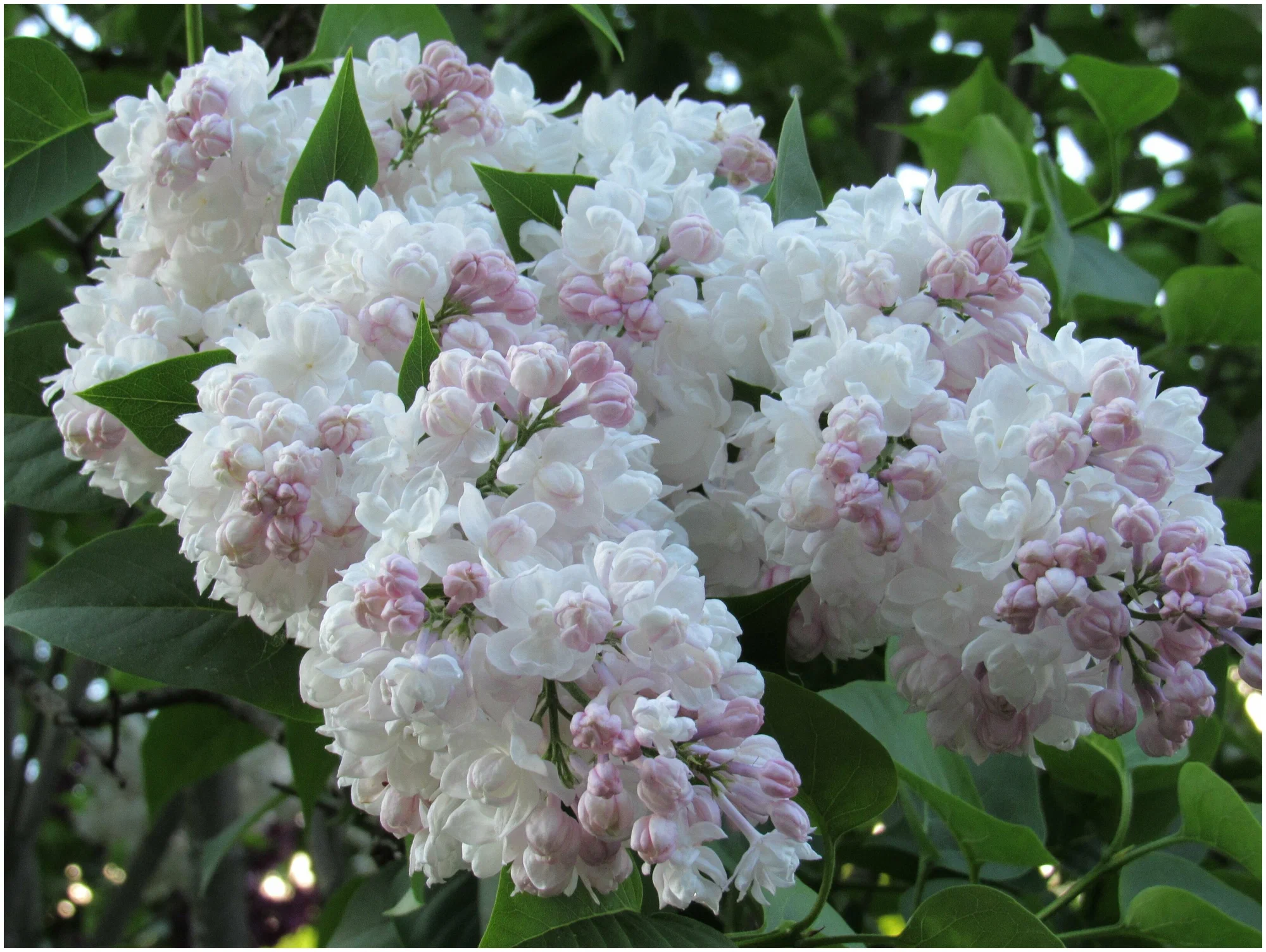 Красавица Москвы