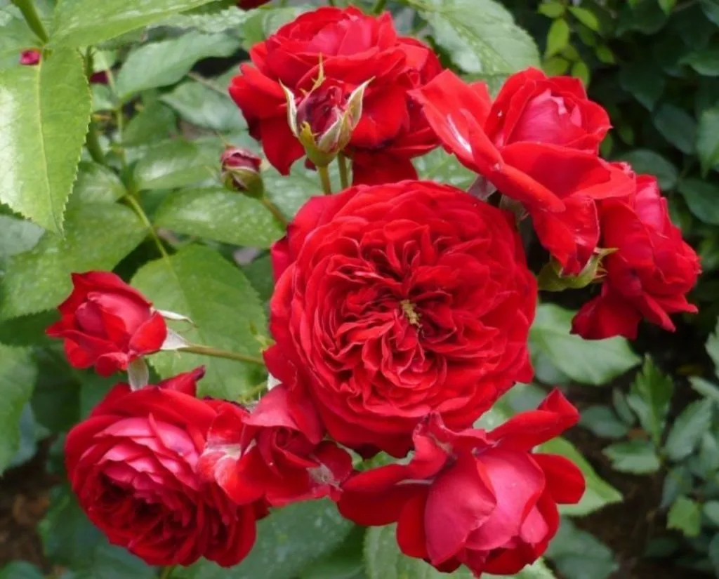 Красная Шапочка (Rotkappchen)Kordes Германия, 2007