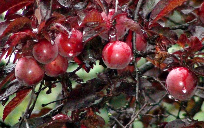 Краснолистный Бургунди